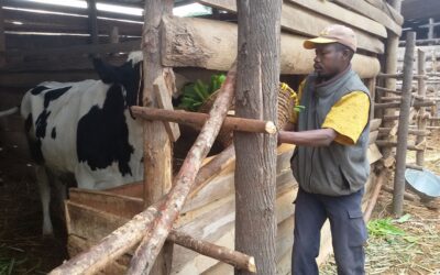 Una mucca per Kayongozi